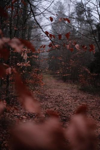 2024-02-27-Las-pod-Koscierzyna-23